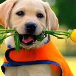 cute dog