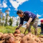 Minagri lanza Marketplace para agricultores Ministerio de Agricultura marketplace agricultores