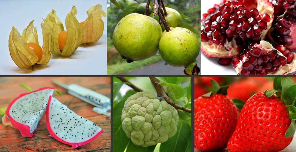Las exportaciones de Perú en frutas exóticas
