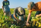 empresas agrícolas en perú